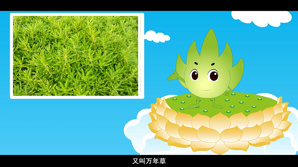 上海市環(huán)境學校 佛甲草