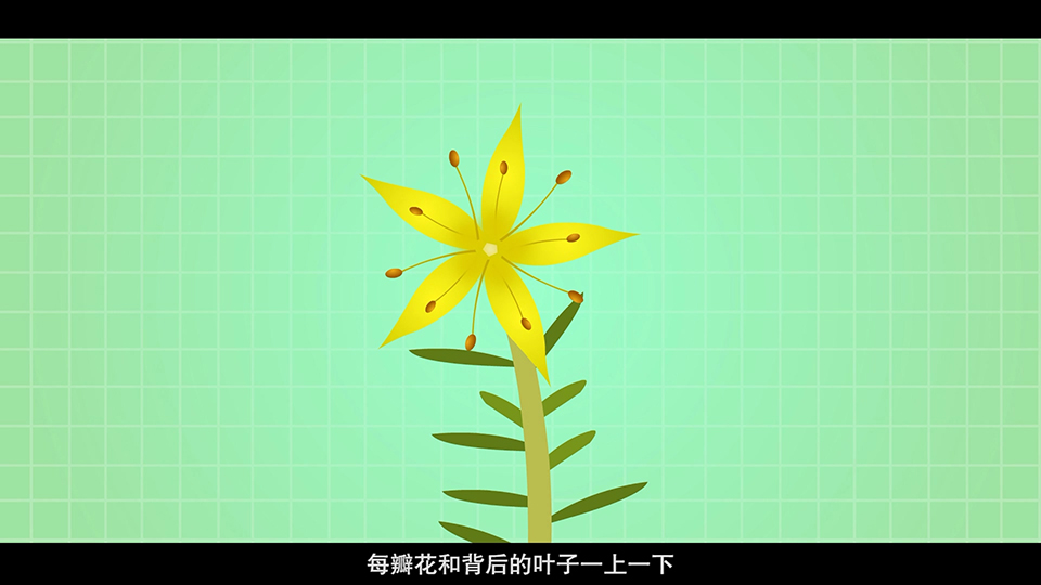 上海市環(huán)境學校 佛甲草