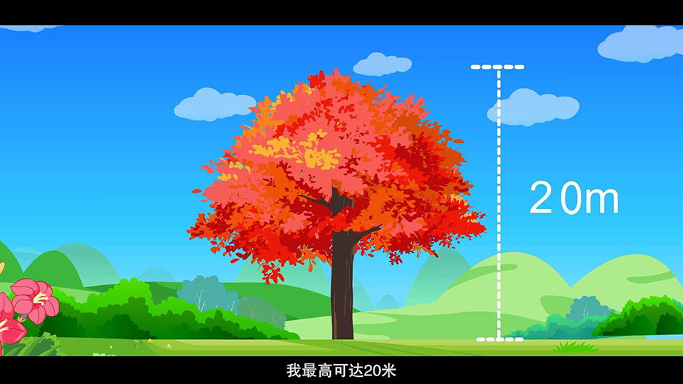 上海市環(huán)境學校 三角槭